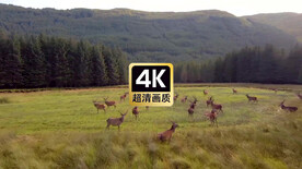 旅拍素材草原上成群的麋鹿