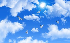 蓝天白云鸽子阳光