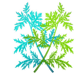 青色叶子图片大全 青色叶子设计素材 青色叶子模板下载 青色叶子图库 昵图网soso Nipic Com