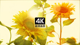 日光下摆动的向日葵