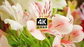 近焦花蕊特写镜头