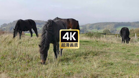 短视频素材草原上吃草的马匹
