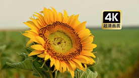 短视频素材日光中的向日葵花