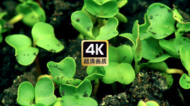 短视频素材种子发芽的过程