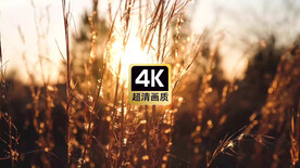 短视频素材晚霞中麦穗特写