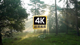 短视频素材阳光穿过浓雾树林