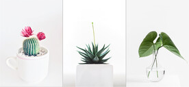 装饰画 三联画 仙人掌 盘栽