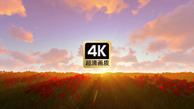 短视频素材晚霞中的郁金香