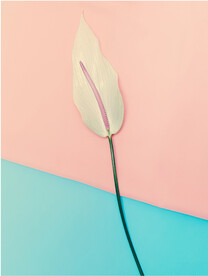 装饰画 晶瓷画 牵牛花