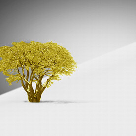 装饰画 晶瓷画 树