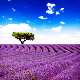 装饰画 晶瓷画 紫色薰衣草