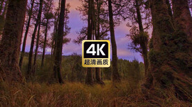 短视频素材傍晚密林彩云