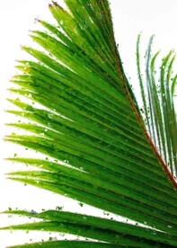 5070数字油画装饰画椰树叶子