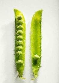 5070数字油画装饰画青涩豆荚