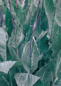 50X70数字油画装饰画绿叶