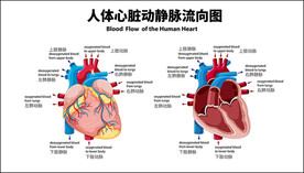 人体心脏动静脉流向图