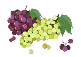 手绘葡萄