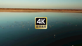 短视频素材从海面起飞的鸥鸟