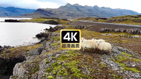 航拍海边悬崖边上觅食的羊群