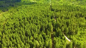 短视频素材航拍森林上空美景