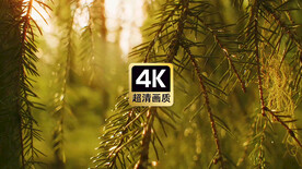 短视频素材雨后日光下松树