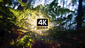 短视频素材日光穿过密林美景