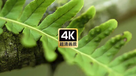 短视频素材风中摇摆的树叶