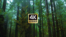 短视频素材森林中挂满苔藓的枯树