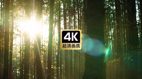 短视频素材日光穿透薄雾森林