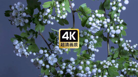 唯美植物开花过程特写视频素材