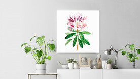 50X50厘米版画素材矢量花朵