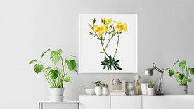 50X50厘米版画素材黄色花朵