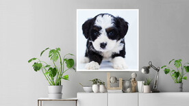 50X50厘米版画素材可爱狗狗