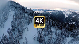 短视频素材航拍雪山松林美景