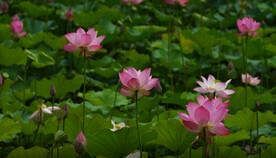 夏天池塘盛开的粉红色荷花