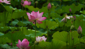 夏天池塘盛开的粉红色荷花