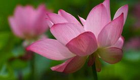 夏天池塘盛开的粉红色荷花