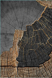 北欧风金色木纹年轮玄关装饰画