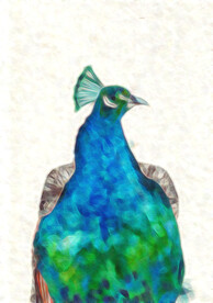 晶彩孔雀