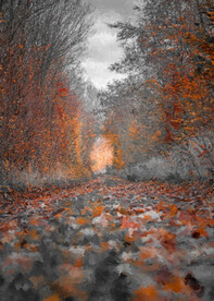 数字油画装饰画素材秋季落叶树林