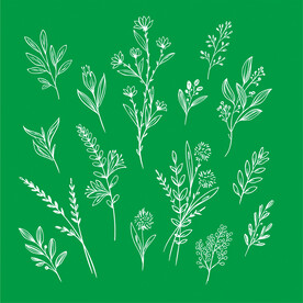 草本植物花朵树叶线条绘本