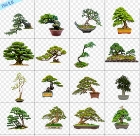 盆景树木素材