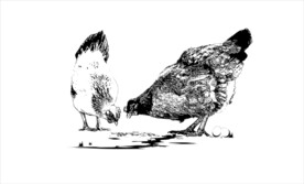 跑山鸡矢量图片