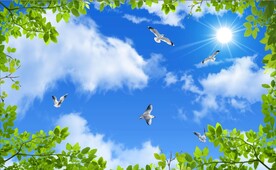 蓝天白云鸽子绿叶