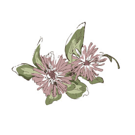 矢量花朵植物插画