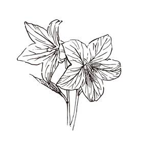 矢量花朵植物百合手绘线稿插画