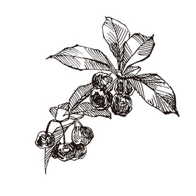 矢量樱桃水果花朵植物手绘插画