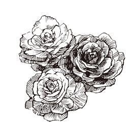 矢量花朵月季花线稿手绘插画