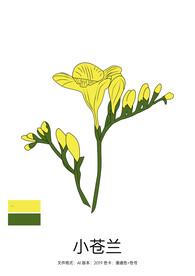 手绘小苍兰