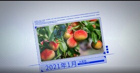 ae模板素材  照片ae